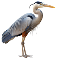 heron bird sting tall a sleek appearance png