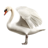 Graceful white swan spreading its wings while sting on one leg in a majestic pose png