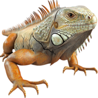 Large iguana rough scaly skin sharp spines sitting an alert expression png
