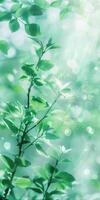 Sunlit greenery with dewy leaves and bokeh light effects in a lush garden setting photo