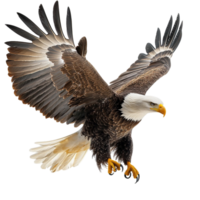 Bald eagle soaring in miir its wings fully extended png