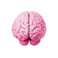 Gray, Pink brain top side view transparent set bundle, isolated background. 3D human brains, intellect png