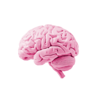 gris, rose cerveau Haut côté vue transparent ensemble empaqueter, isolé Contexte. 3d Humain cerveaux, intellect, esprit png