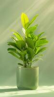 Vibrant Green Plant in Minimalistic Pot Under Sunlight on Soft Green Background photo