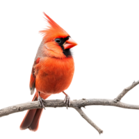 Stunning Red Cardinal Sitting on a Tree Branch Isolated Against a Transparent Background png