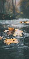 Autumn leaves floating on a calm stream in a misty forest photo