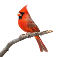 Bright Red Cardinal Perched on a Tree Branch Isolated Against a Transparent Background png
