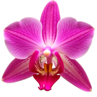 Realistic Orchid Perfect for Design Print Projects png