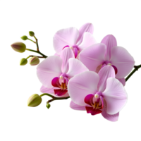Beautiful Pink Orchid Branch High Resolution Image png