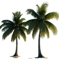 Realistic Palm Tree Forest Transparent Background for Easy Use png
