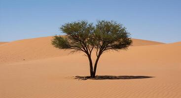 Enduring Desert Tree With Roots Laid Bare by Wind and Erosion photo