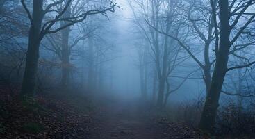 Misty Forest Path Surrounded by Bare Trees in a Cold Foggy Atmosphere photo