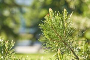 Sunlit pine branch with green needles in sunny forest background. photo