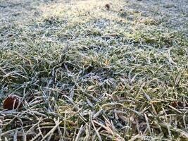 Frozen grass blades glistening in early morning sunlight photo