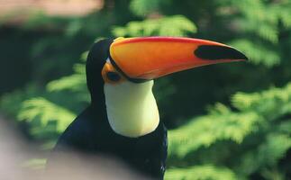 Toucan showing its colorful beak in the jungle photo