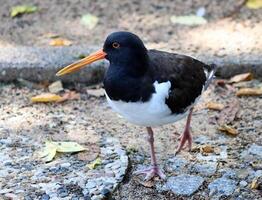 Eurasian oystercatcher walking on gravel path in park photo