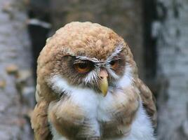 Owl staring with intense gaze in natural habitat photo