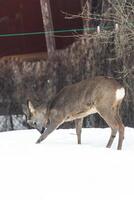 Deer on Snow Covered Ground with Trees and Man Made Structures photo
