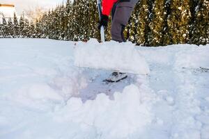 Person in Red Jacket Shoveling Snow Near Snow Dusted Evergreen Trees photo