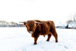 Highland Cow in Snow Covered Field with Rustic Wooden Structure photo