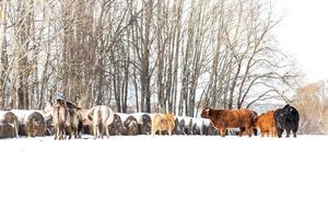 Highland Cattle in a Snow Covered Field with Hay Bales and Trees photo