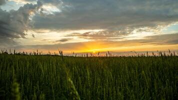 Sunset with Vibrant Sky and Silhouetted Tall Grass in Foreground photo