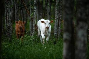 Two Cows with Yellow Ear Tags in a Forested Area with Tall Trees photo