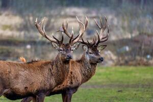 Two Majestic Stags with Intricate Antlers in a Grassy Field photo
