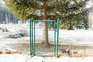 Green Metal Gate in Wire Fence with Frosted Ground and Evergreen Tree photo