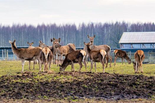 Deer Grazing in an Open Field with a Structure and Leafless Trees photo