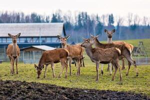 Deer Grazing on Grassy Field with Barns and Bare Trees in Background photo