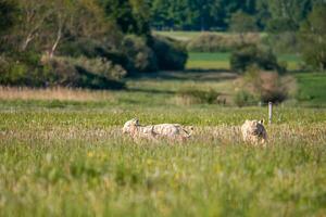 Three Light Colored Cows Grazing in a Grassy Field with Trees photo