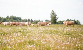 Cows Grazing in a Field with Wildflowers and Birch Tree Background photo