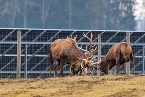Deer Sparring on Grassy Field with Fence and Solar Panels in View photo