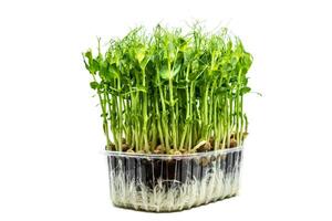 Cluster of Green Pea Shoots in Soil with Visible Roots on White Background photo