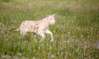 Young Light Colored Calf Walking in a Field of Tall Grass and Dandelions photo