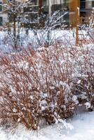 Snow Covered Shrubs with Urban Structures in the Background photo