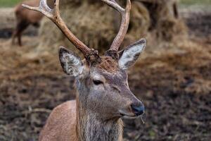 Close Up of a Deer with Prominent Antlers in a Rural Setting photo