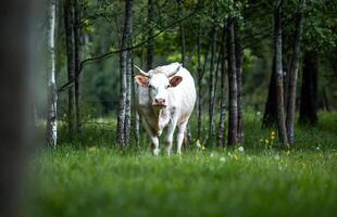 White Cow with Yellow Ear Tags in a Forested Area with Birch Trees photo