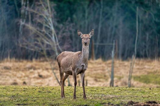 Deer Standing in Open Field with Sparse Grass and Forest Edge photo