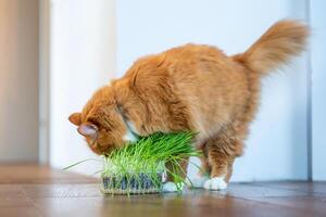 Ginger Cat Eating Fresh Grass Indoors on Wooden Floor photo