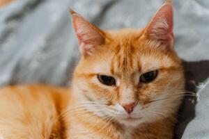 A close up view of an orange tabby cat, comfortably laying on a soft bed while attentively gazing directly at the camera, showcasing its adorable features and captivating expression photo