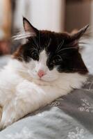 A black and white cat is comfortably laying on a soft bed, enjoying a peaceful moment of rest in its cozy surroundings, basking in a warm atmosphere before it starts to play photo