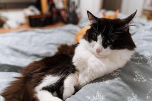 A black and white cat is comfortably laying on a soft bed, enjoying its relaxation time and perhaps dreaming of playful adventures or chasing after interesting objects around the house photo