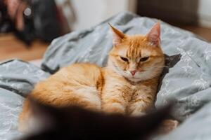 A fluffy cat is comfortably laying on a cozy bed with a soft blanket and is gazing curiously at the camera, capturing the moment beautifully with its charming expression photo