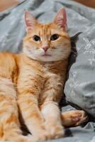 The image shows a closeup of a fluffy orange cat relaxed on a cozy bed, highlighting its soft fur and peaceful demeanor, capturing a moment of tranquility and contentment photo