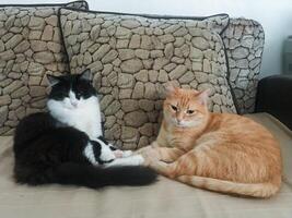On a cozy couch, a striking black and white cat comfortably lounges alongside an orange cat, both appearing content and relaxed in their shared space, enjoying each others company photo