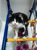 A striking black and white cat sits on a ladder, enjoying the view while showcasing its majestic fur and unique features, making it truly remarkable among feline companions photo