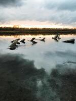 A serene collection of wooden logs floats on the tranquil water, creating a peaceful scene that reflects the natural beauty, evoking calm and tranquility in the viewers mind photo