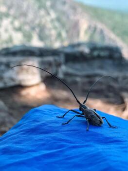 A stunning bug with long horns rests on vibrant blue cloth, creating a striking contrast that showcases its unique features and dazzling colors, making it fascinating to observe photo